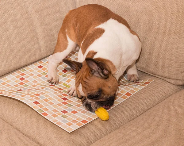 Fransız bulldog sarı lale çiçeğini kokluyor.