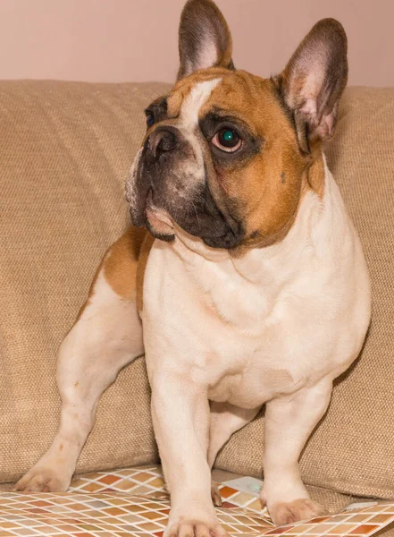 Atletik kırmızı-beyaz Fransız bulldog koltukta duruyor.