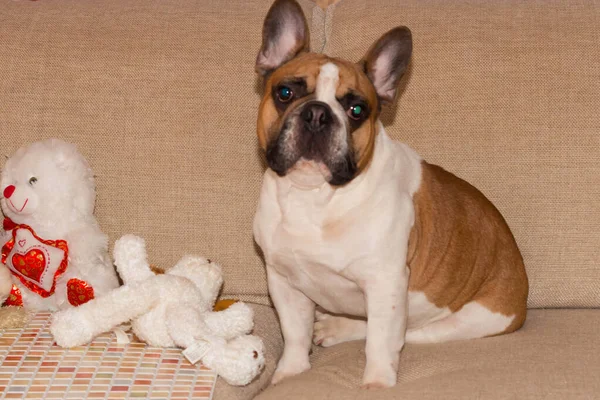Fransız bulldog koltukta yumuşak oyuncaklarla oynar.