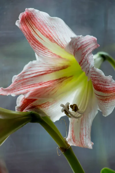 Fleur Amaryllis Blanche Rouge Sur Fond Fenêtre — Photo