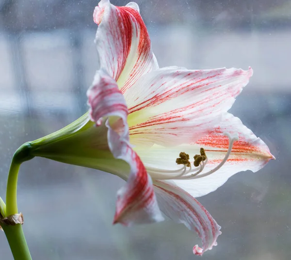 White Red Amaryllis Flower Window Background — Stock Photo, Image