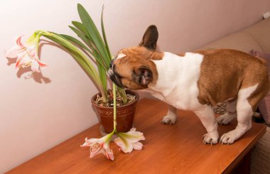Fransız bulldog masaya oturur ve bir Amaryllis çiçeğini ısırır.