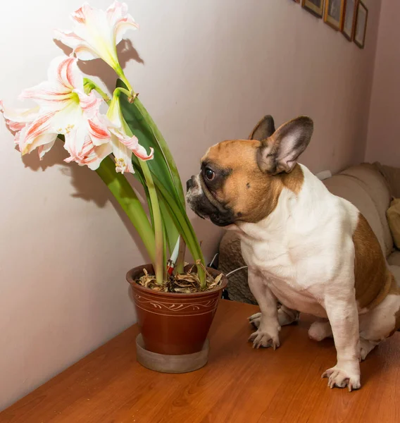 Fransız bulldog masaya oturur ve bir Amaryllis çiçeğini ısırır.