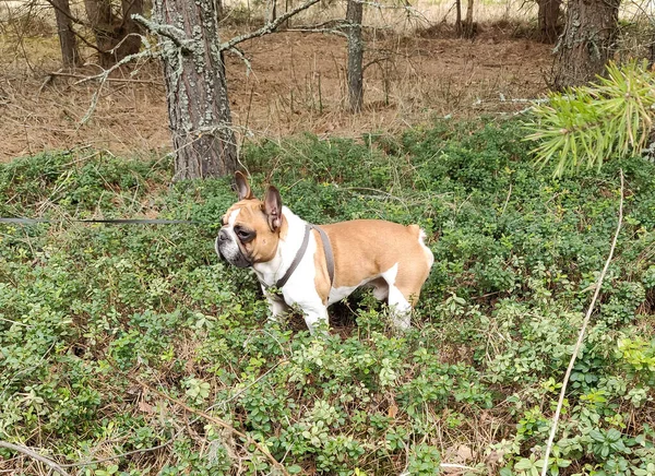 Fransız bulldog baharda çam ormanında yürür.