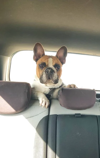 French Bulldog Rides Car Back Seat — Stock Photo, Image