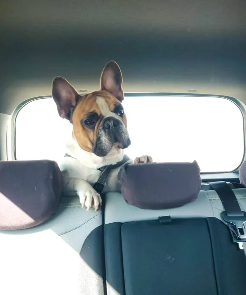 French Bulldog Rides Car Back Seat — Stock Photo, Image