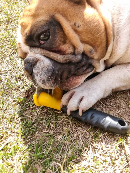 Franse Bulldog Speelt Met Hond Kammen Apparaat — Stockfoto