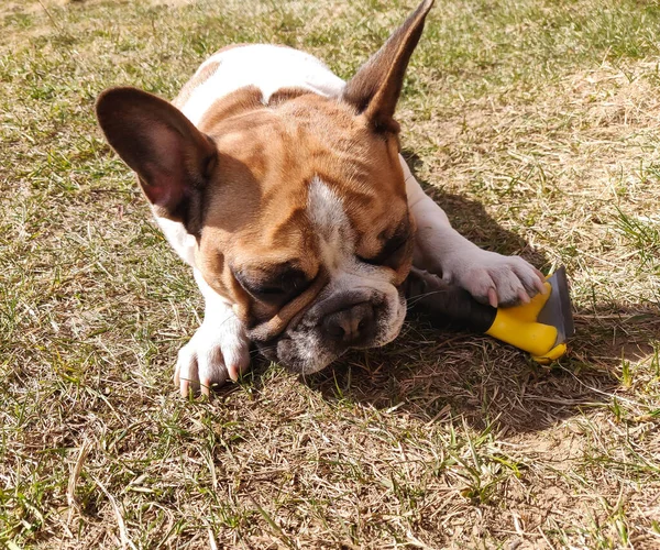 french bulldog plays with dog combing device