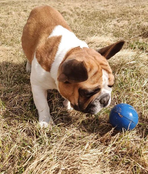 フランスのブルドッグは乾燥した草の上に小さな青いボールで遊ぶ — ストック写真