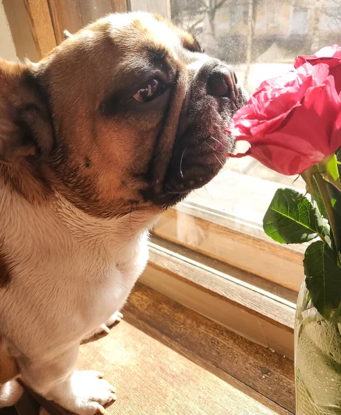 法国斗牛犬站在窗台上 嗅着花瓶里的玫瑰 — 图库照片