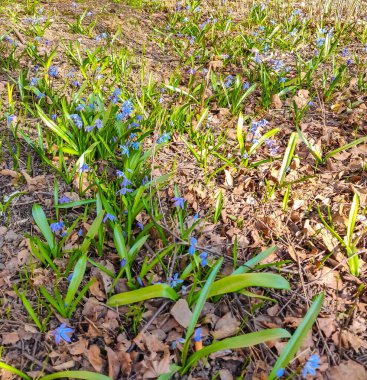Orman açıklığı Mavi kar damlalarının açtığı