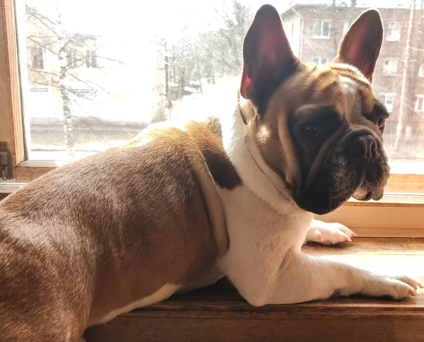 Fransız bulldog pencerenin kenarında güneşlenerek yatıyor.