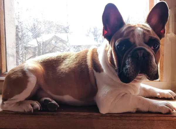 Franse Bulldog Ligt Een Vensterbank Zonnebaden Zon — Stockfoto