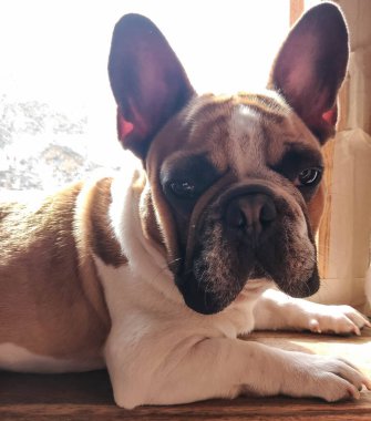 Fransız bulldog pencerenin kenarında güneşlenerek yatıyor.