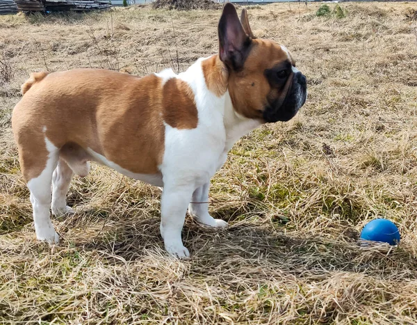 Francuski Buldog Bawi Się Małą Niebieską Kulką Suchej Trawie — Zdjęcie stockowe