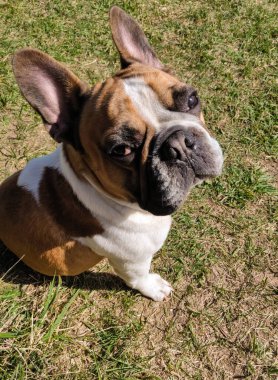 Fransız bulldog yeşil çimlere oturur.