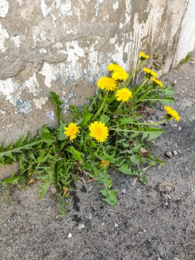 Karahindiba çiçeği eski duvarın yanında büyüdü.