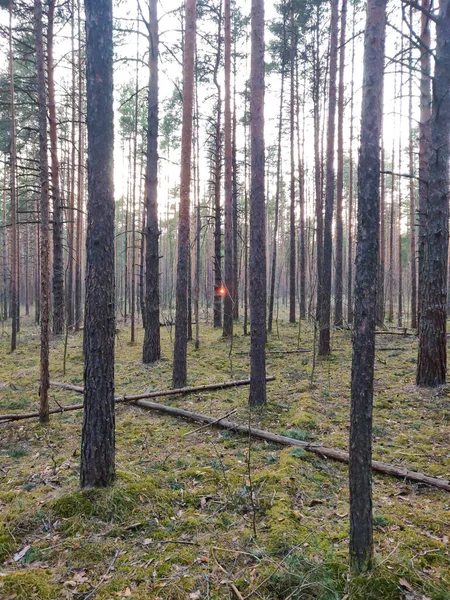 Сосновый Лес Вдали Садится Солнце — стоковое фото