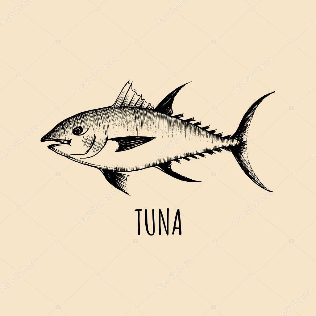 Vintage hand-drawn tuna, vector illustration