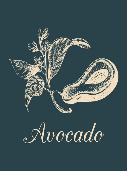 Плоды авокадо, семена и ветви — стоковый вектор