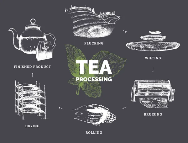 Schema di autentica produzione di tè — Vettoriale Stock