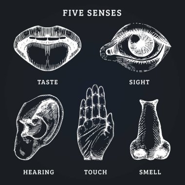 Simgeler kümesi oyulmuş tarzı beş insan duyu. Duyu organları vektör çizim.