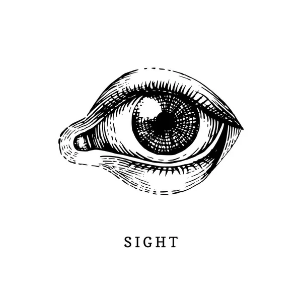 刻まれたスタイルで人間の五感の一つのアイコン 感覚的な器官のベクター イラストです 視力の感覚 — ストックベクタ