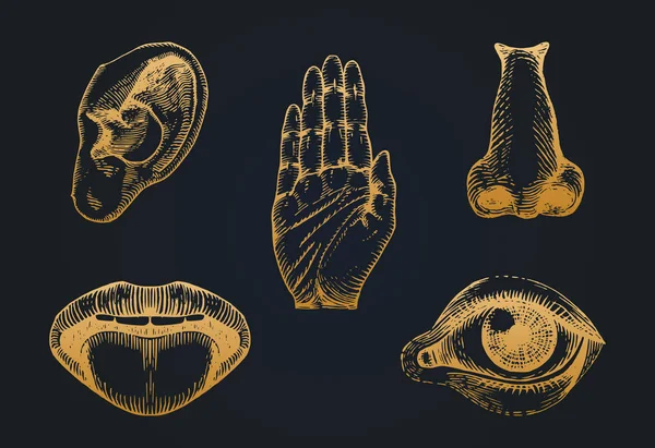 Ікони Набір Яти Людських Відчуттів Гравірованому Стилі Векторні Ілюстрації Сенсорних — стоковий вектор