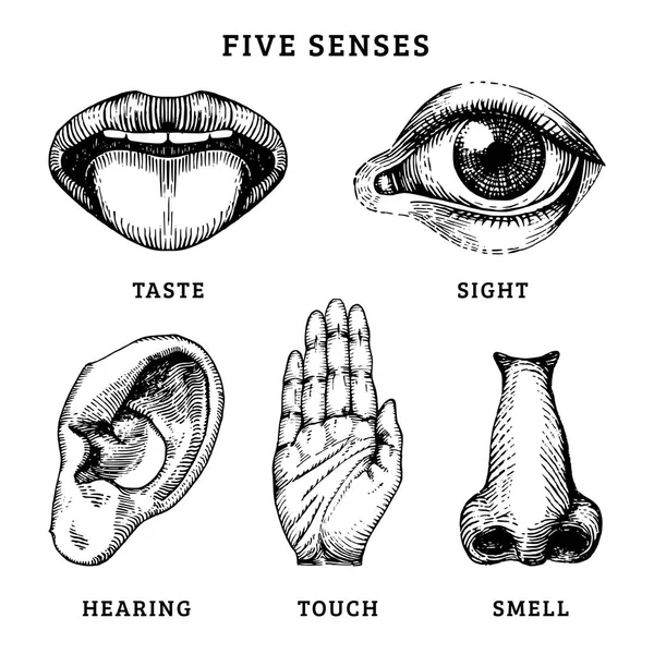 Ikoner Set Fem Mänskliga Sinnen Graverade Stil Vektorillustration Sinnesorgan — Stock vektor