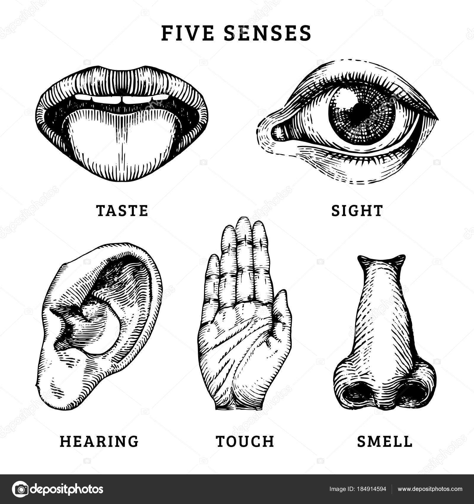 Los cinco sentidos imágenes de stock de arte vectorial | Depositphotos Los cinco sentidos imágenes de stock de arte vectorial | Depositphotos
