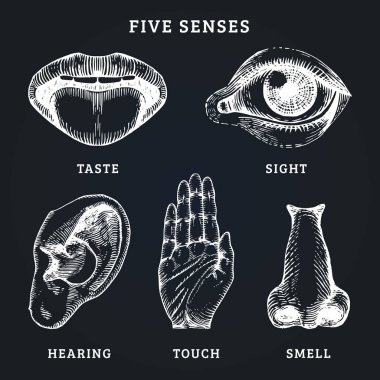 Beş duyu kümesi: tat, görme, işitme, dokunma ve koklama