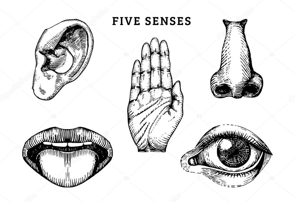 Set of five senses: taste, sight, hearing, touch and smell