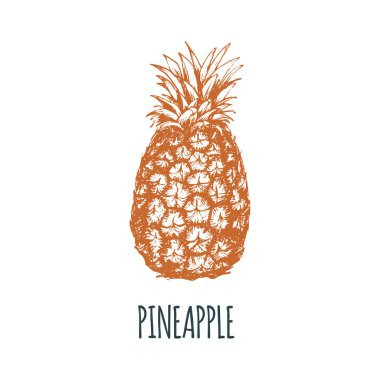 El ananas beyaz zemin üzerine çekilmiş. Meyve vektör Illustration. Vejetaryen yiyecekler kroki. Çiftlik market ürün.