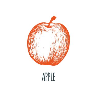 El beyaz zemin üzerine çizilmiş elma. Meyve vektör Illustration. Vejetaryen yiyecekler kroki. Çiftlik market ürün.