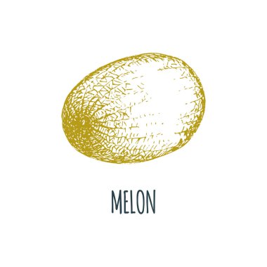 El kavun beyaz zemin üzerine çekilmiş. Meyve vektör Illustration. Vejetaryen yiyecekler kroki. Çiftlik market ürün.