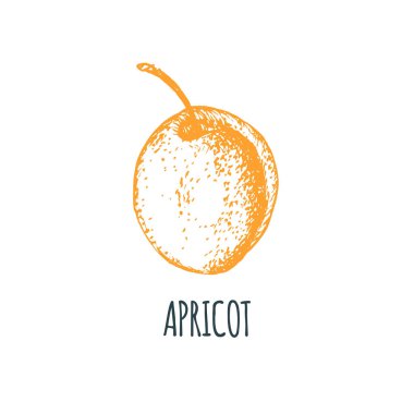 El kayısı beyaz zemin üzerine çekilmiş. Meyve vektör Illustration. Vejetaryen yiyecekler kroki. Çiftlik market ürün.