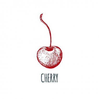 El kiraz beyaz zemin üzerine çekilmiş. Meyve vektör Illustration. Vejetaryen yiyecekler kroki. Çiftlik market ürün.