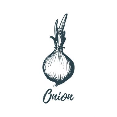 Elle çizilmiş soğan. Vektör çizim. Vejetaryen yiyecekler kroki. Çiftlik market ürün.