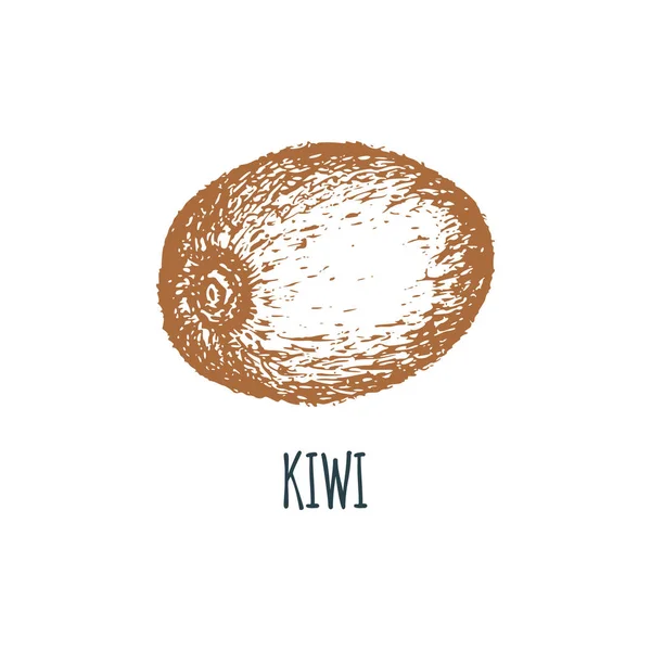 Kiwi Dibujado Mano Sobre Fondo Blanco Ilustración Vectorial Frutas Bosquejo — Vector de stock