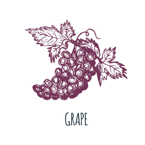 Hand drawn grape on white background. Vector illustration of fruit. Vegetarian food sketch. Farm market product.