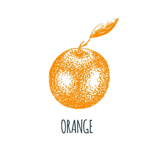 Dessiné Main Orange Sur Fond Blanc Illustration Vectorielle Des Fruits — Image vectorielle