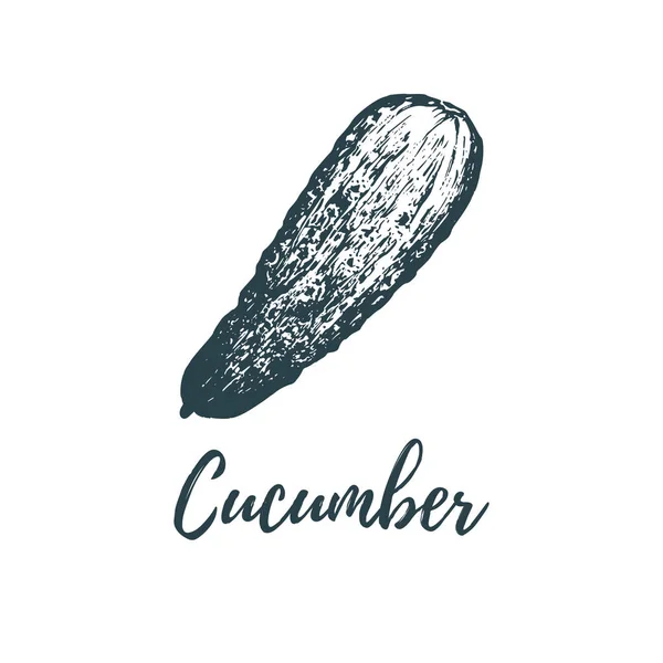 Hand Drawn Cucumber Vector Illustration Vegetarian Food Sketch Farm Market — Stock Vector