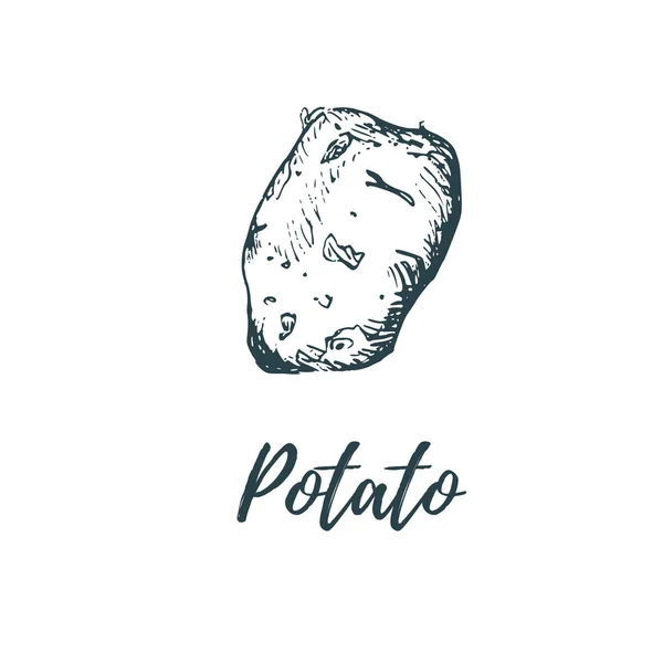 Hand Drawn Potato Vector Illustration Vegetarian Food Sketch Farm Market — Stock Vector