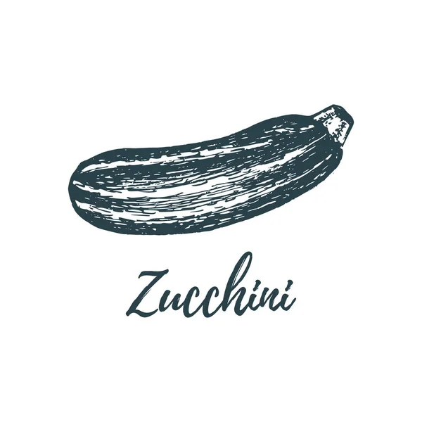 Hand Dras Zucchini Vit Bakgrund Vektorillustration Grönsak Vegetarisk Mat Skiss — Stock vektor