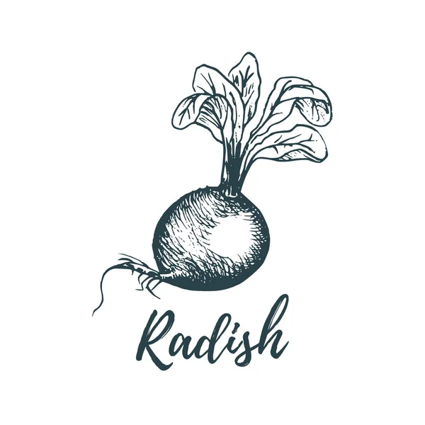 Hand Drawn Radish Vector Illustration Vegetarian Food Sketch Farm Market — Stock Vector