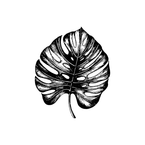 Illustration Vectorielle Des Feuilles Palmier Sur Fond Blanc Affiche Avec — Image vectorielle