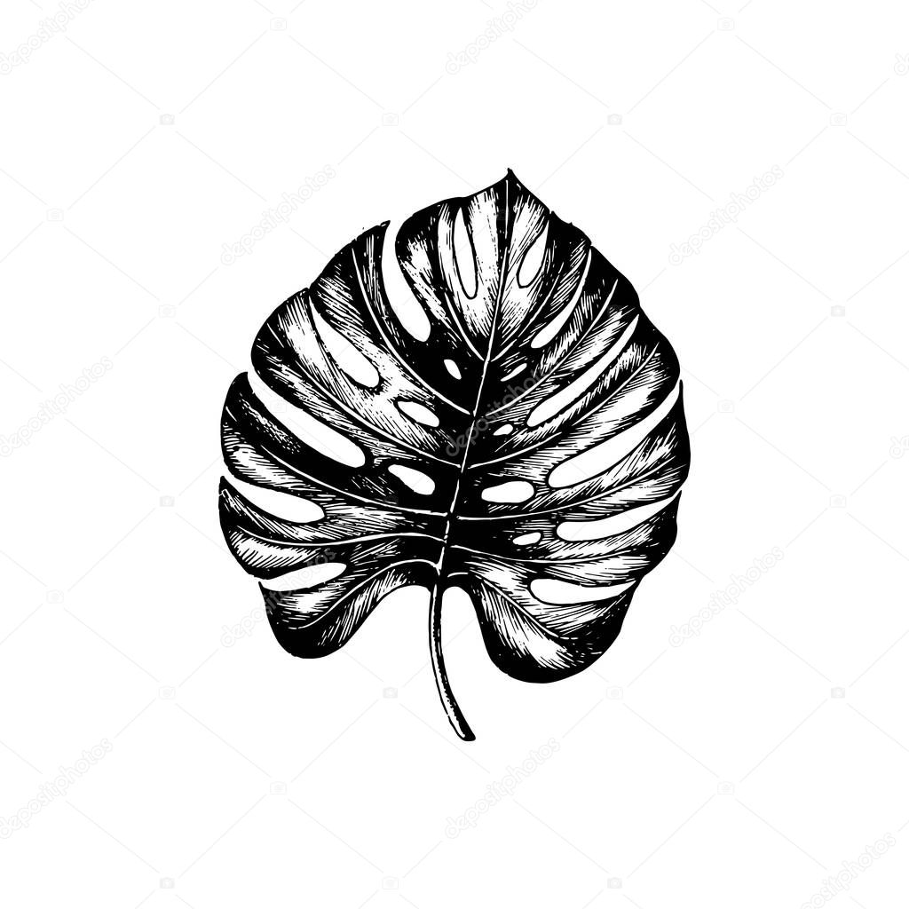 Vector palm leaf illustration on white background. Poster with Monstera.