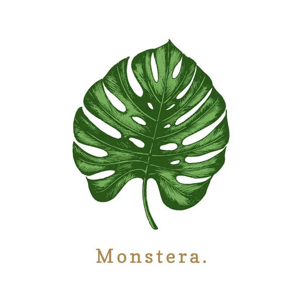 Folha Monstera Desenhada Mão Sobre Fundo Branco — Vetor de Stock