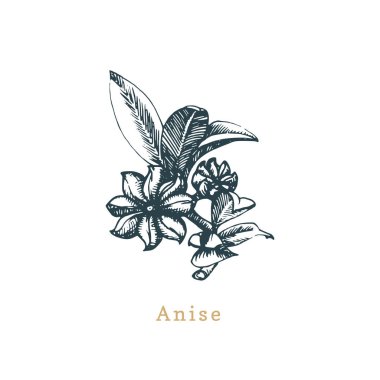 Vektör anason kroki. Çizilmiş baharat ot. Organik, eko bitki botanik Illustration. Çiftlik için kullanılıyor, etiket vb alışveriş.