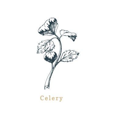 Vektör kereviz kroki. Çizilmiş baharat ot. Organik, eko bitki botanik Illustration. Çiftlik için kullanılıyor, etiket vb alışveriş.